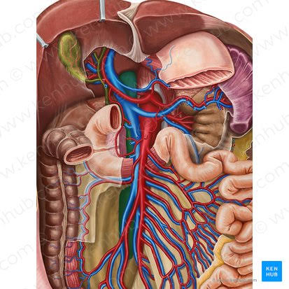 <p>Inferior vena cava</p>