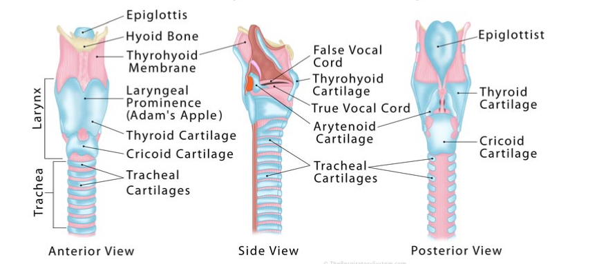 <ul><li><p>cartilaginous and box life structure</p></li><li><p>Passageway for air between pharynx and trachea</p></li><li><p><strong>Thyroid cartilage </strong>Adam’s Apple</p></li><li><p><strong>Cricoid cartilage</strong> connects to trachea</p></li><li><p><strong>Epiglottis</strong> - flap to keep solids and liquids out</p></li><li><p>Supported by ligaments that extend from hyoid bone</p></li><li><p><strong>Vocal folds</strong></p></li><li><p><strong>Vestibular folds</strong></p></li></ul><p></p>
