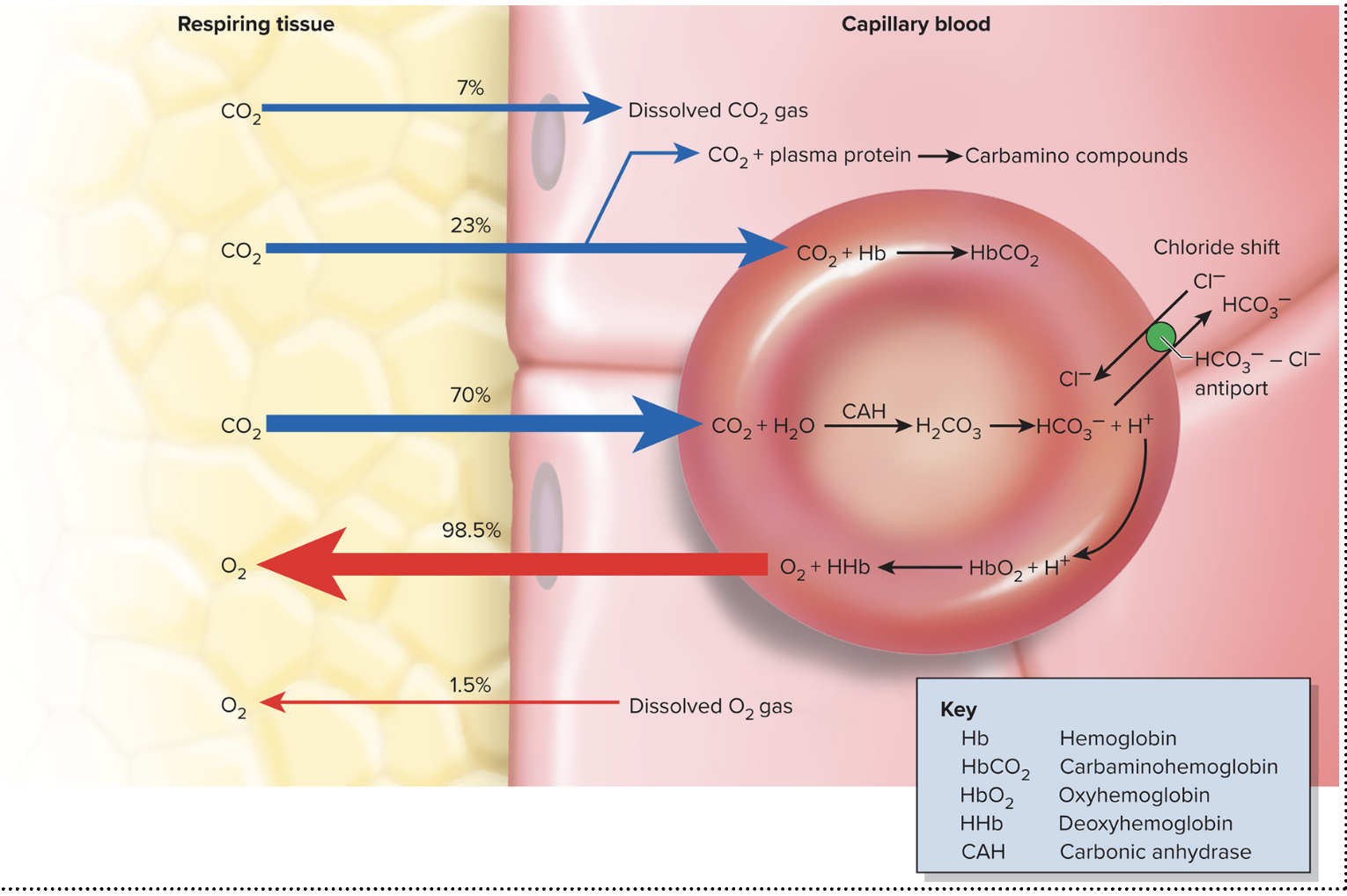 <p>Systemic capillaries take out oxygen and take in carbon dioxide</p><p>1) Carbon Dioxide Loading: A small percent (7%) of carbon dioxide dissolved in your blood will travels towards the capillary blood. Carbon dioxide can also travel with hemoglobin to transport O2 and CO2 at the same time, carbaminohemoglobin (23%). Bicarbonate ions are what is mostly transported (70%), it is made when water and CO2 are bound to create carbonic acid. To get rid of the acid a chloride shift releases one hydrogen ion to become a bicarbonate ion, adding another hydrogen ion into your blood increasing pH in your blood. </p><p>2) Oxygen Unloading: Oxygen breakdown the bonds of hemoglobin so these fragments move towards the tissues. More oxygen is released when there is an increase in carbon dioxide levels in the blood, can be caused by exercising. Oxygen will also be released if the blood becomes too acidic or temperature in your body increases. </p>