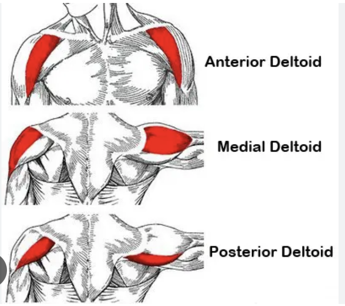 <p>anterior fibers: lateral clavicle</p>