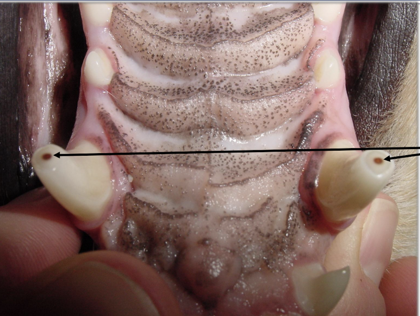 <p>What is being shown here?</p>