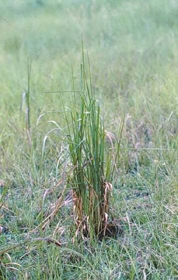 <p>Warm - Native perennial bunchgrass that becomes copper-orange or reddish-brown in fall and remains upright through winter. Common in dry, acidic, low-fertility pastures and old fields; supplies nesting material and winter cover. It resembles little bluestem but has flatter, straw-colored flowering clusters partly enclosed by sheaths.</p>