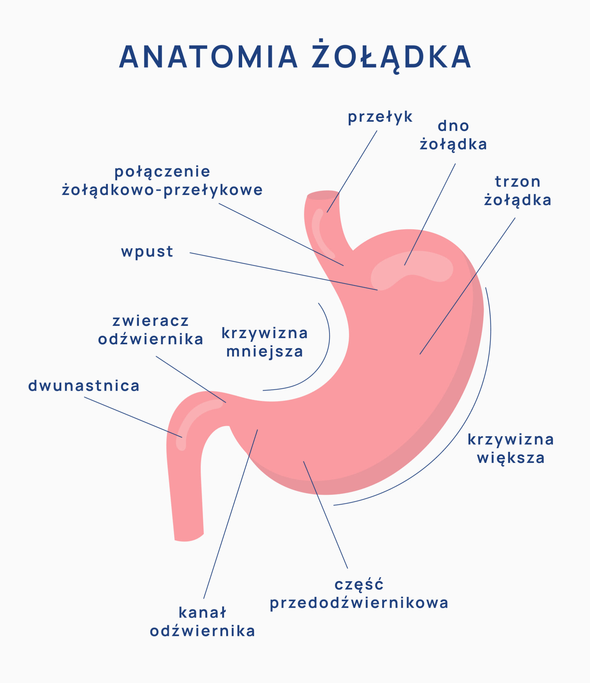 <p>Worek mięśniowy , posiada krzywiznę mniejszą i większą. Ściana ma wysokie fałdy i unikalną 3-warstwową mięśniówkę. Funkcje: Miesza i upłynnia pokarm, wyjaławia go kwasem solnym, rozpoczyna trawienie białek pepsyną.</p>