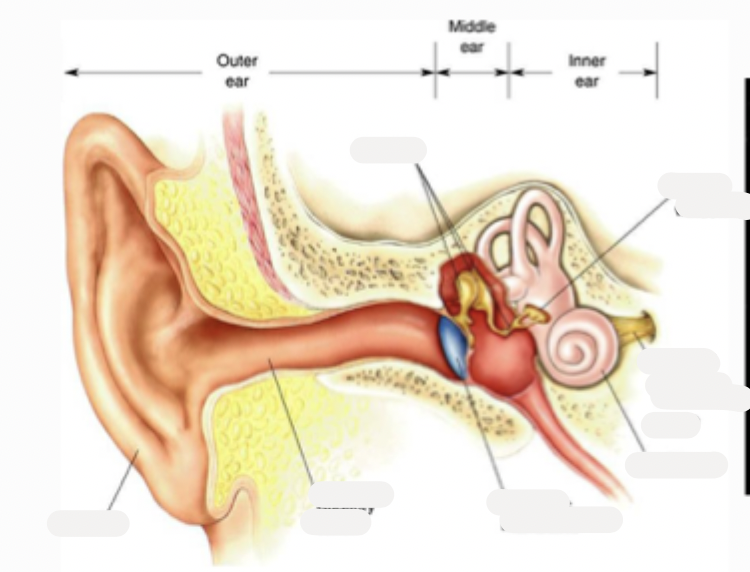 <p>draw the ear from outer, middle and inner. label all key features</p><ul><li><p>circle what is part of the middle ear</p></li></ul><p></p>