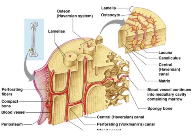 <p>→ besteht aus Knochenmatrix (= kollagene Fasern, Wasser, viel Kalzium, Phosphat, anorganische Kalksalze) & Knochenzellen (Osteozyten)</p><ul><li><p>Knochengewebe ist gut durchblutet (deswegen auch heilfähig)</p></li><li><p>Verbindung zu den Blutgefäßen über Zellfortsätze & Knochenhaut (Periost)</p></li></ul><ol><li><p>Geflechtknochen: embryonale Entwicklung & Wachstumsphase</p></li><li><p>Lamellenknochen: Erwachsenen-Skellett</p></li></ol><p></p>