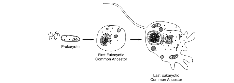 <p><span>Figure 1 shows some major structural changes between a typical prokaryotic cell, the first eukaryotic common ancestor, and the last eukaryotic common ancestor.</span></p><p>Based on the information provided in the figure, which of the following best predicts how membrane-bound organelles provided unique evolutionary advantages to the last eukaryotic common ancestor?</p><p>A) Cells with nuclear membranes were better able to protect their genetic material against damage.</p><p>B) Cells with flagella were better able to find food and escape predators.</p><p>C) Cells with ribosomes were better able to produce proteins needed for a variety of metabolic functions.</p><p>D) Cells with mitochondria were able to utilize metabolic energy more efficiently.</p>