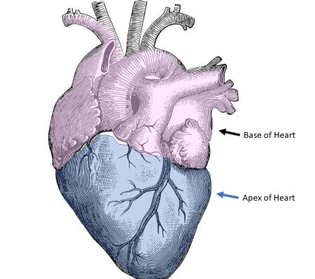 <p>The inferior, lateral pointed tip of the heart.</p>
