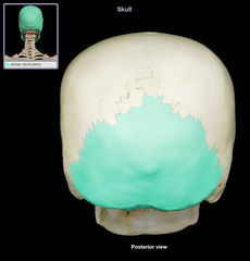 <p>Category: Cranial Bones</p><p>Features:</p><ul><li><p>lambdoid suture</p></li><li><p>foramen magnum</p></li><li><p>occipital condyles</p></li></ul><p></p>
