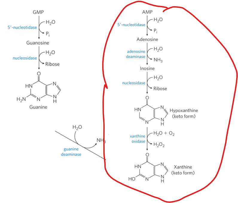 <ul><li><p>Purine nucleotides are also <strong>degraded</strong>, producing <strong>uric acid</strong> as the end product in humans. </p></li><li><p>GMP and AMP are first dephosphorylated to nucleosides (guanosine and adenosine). </p></li><li><p>Guanosine is then converted to guanine, which is deaminated to xanthine.</p></li></ul><p></p><p>What happens to adenosine </p>