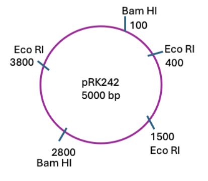 <p>In the bacterial transformation lab, you transformed E. coli with the pRK242 plasmid. You were very happy to see colonies the next day on your plate. Now you isolated plasmid DNA from the cultures of your transformed cells and want to make sure the plasmid is correct. You set up a restriction digest with an enzyme BamHI to validate the plasmid. Here is the plasmid map, based on this what sizes of fragments do you expect to see on your gel?</p>