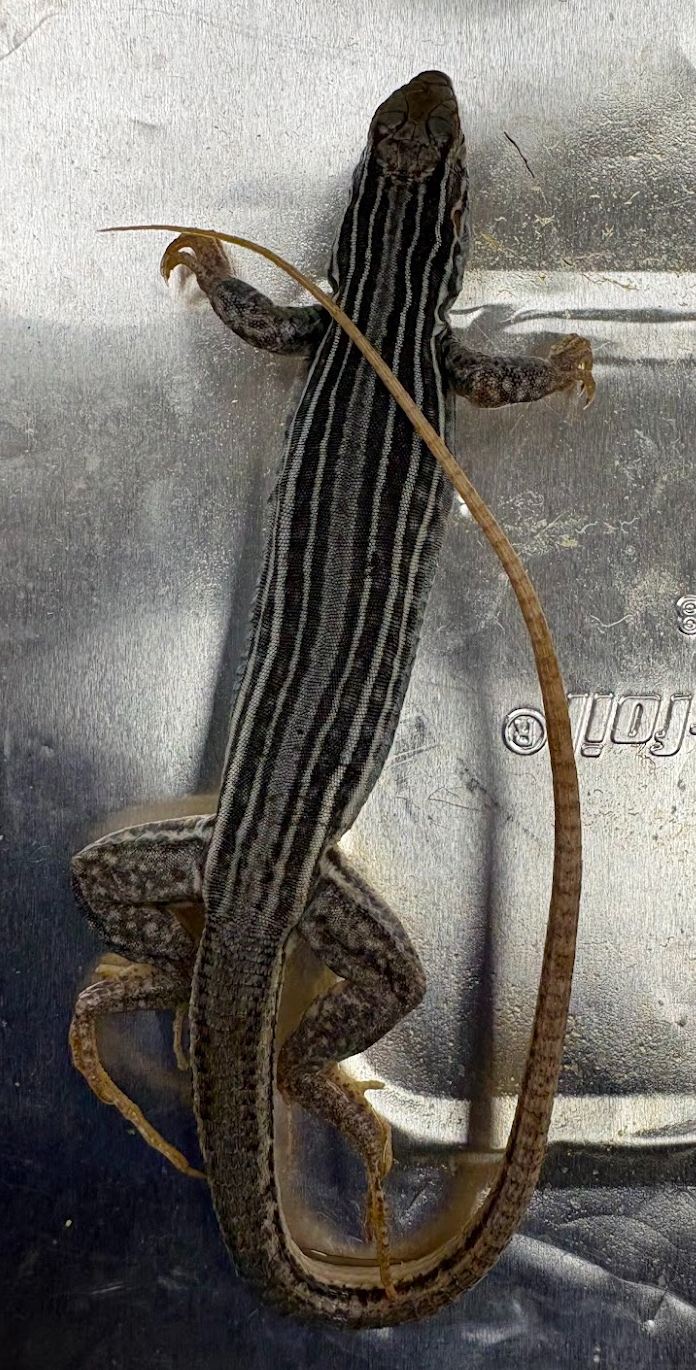 <p><span style="background-color: transparent;">Ascidoscelis gularis</span></p>
