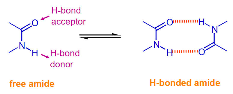 <p><span>Two forms present in IR; free and H-bonded</span></p><ul><li><p><span>2 x N-H str. at 3350 and 3200 cm-1</span></p></li><li><p><span>2 x C=O str. at 1690 and 1650 cm-1 sometimes merged</span></p></li></ul><p></p>