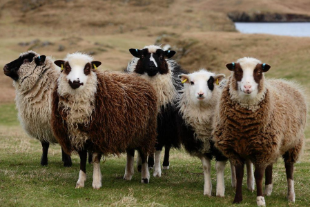 <p>sheep breed that’s multi-coated, originated from Shetland Isles of Scotland, hardy thrifty, and easy lambers, several shades and patterns</p>
