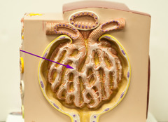 <p>Identify this layer (be specific).</p>