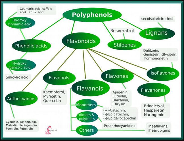 <p>Plant phenols</p>