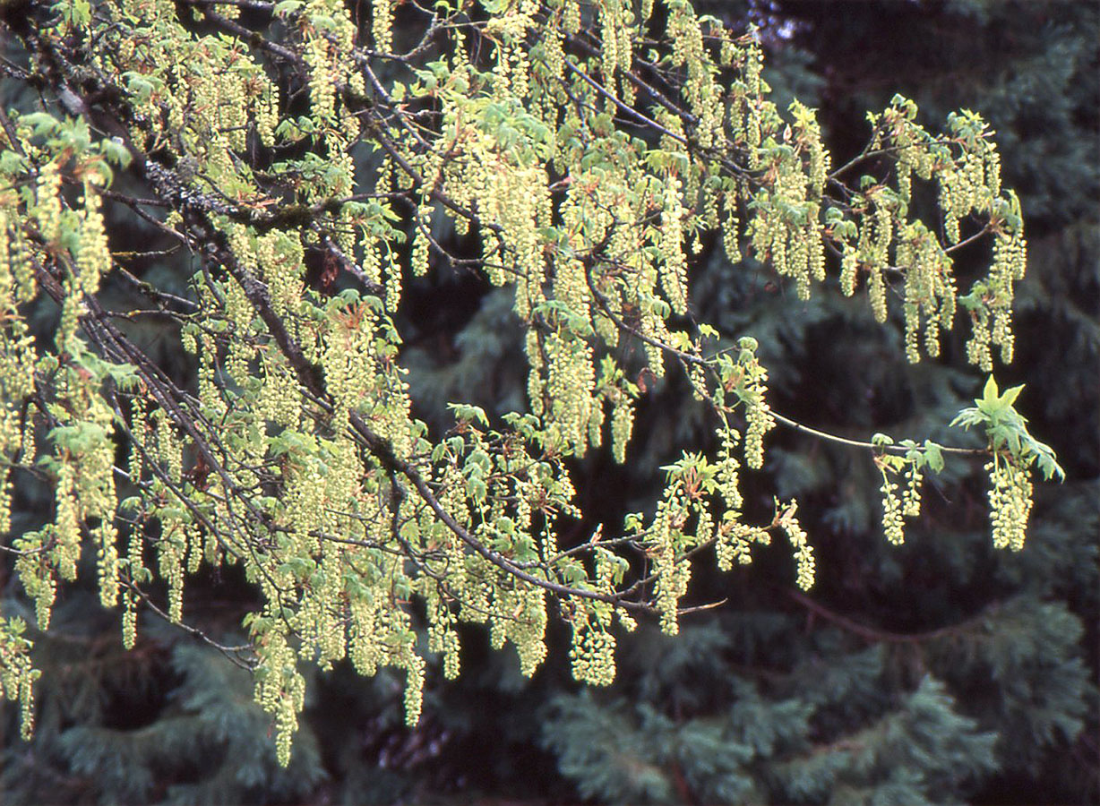 <p>Large 5-lobed leaves, flowers in hanging cylindrical clusters. Paired, winged seeds spread in a V-shape. </p>