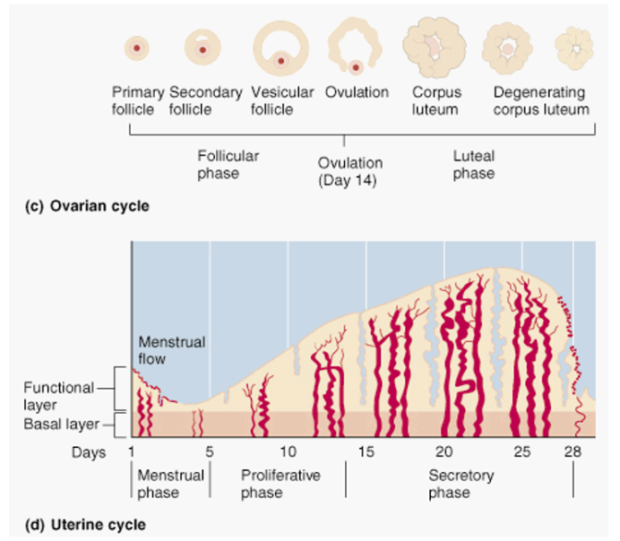<p>progesterone is secreted by the corpus luteum after ovulation. This stimulates secretory and vascular activity of the endometrium, preparing for implantation of an embryo. When the corpus luteum regresses, progesterone levels fall. New vasculature in the endometrium regresses and the tissue sloughs off (causing the bleeding associated with the menstrual cycle)</p>