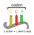 <ol><li><p><strong><u>mRNA</u></strong></p></li><li><p><strong><u>CODON</u></strong></p></li><li><p>amino acid</p></li><li><p>start</p></li><li><p>stop</p></li></ol><p></p>