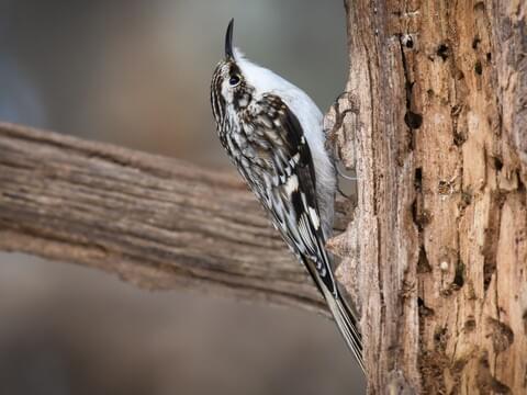 <p>Brown Creeper</p>