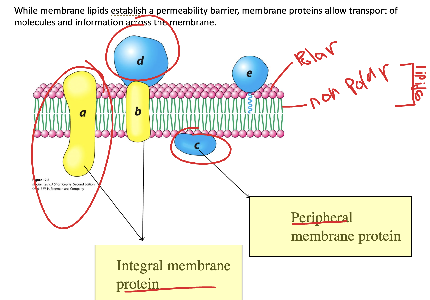 <p>(a, b) transport, integral proteins</p><p>(c,d,e) perpheral proteins, cell cell communication</p>