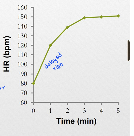 <p>Delayed rise (like O2 deficit), steady state reached in 1-4 min. </p><p>SV will immediately rise (increased venous return, muscle and respiratory pumps)</p>