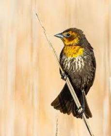 <p>What is the common name of this female bird?</p>