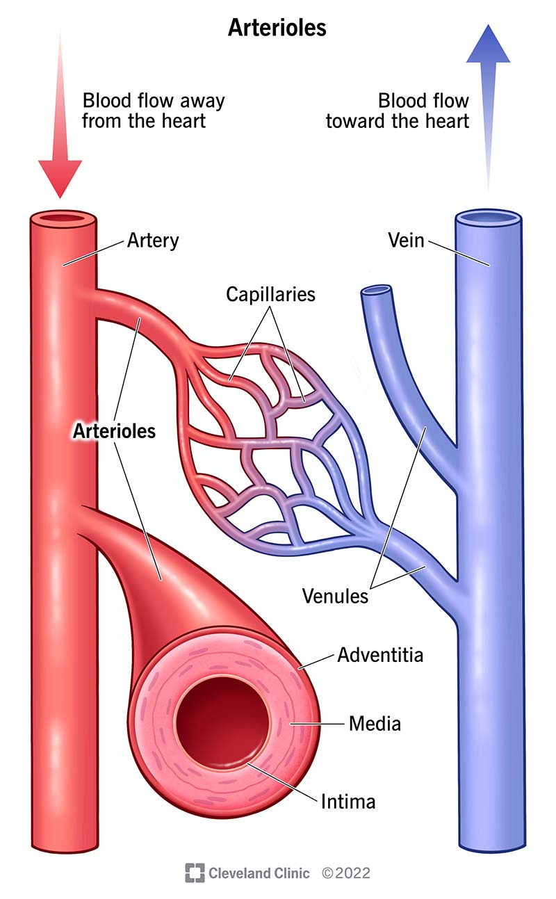 <ol><li><p>smooth muscle <strong>contracts</strong></p></li><li><p><strong>narrows</strong> lumen (vasoconstriction)</p></li></ol><p></p>