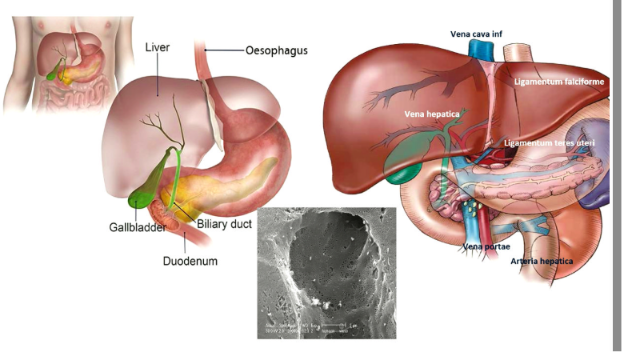 <p>The liver maintains homeostasis through several functions.</p><p><strong>Metabolic functions</strong></p><ul><li><p>Carbohydrate metabolism.</p></li><li><p>Protein metabolism.</p></li><li><p>Lipid metabolism.</p></li></ul><p><strong>Synthetic functions</strong></p><ul><li><p>Albumin production.</p></li><li><p>Clotting factor synthesis.</p></li><li><p>Bile salt production.</p></li></ul><p><strong>Detoxification</strong></p><ul><li><p>Drugs.</p></li><li><p>Alcohol.</p></li><li><p>Toxins.</p></li></ul><p><strong>Storage</strong></p><ul><li><p>Glycogen.</p></li><li><p>Iron.</p></li><li><p>Copper.</p></li><li><p>Vitamin B12.</p></li></ul><p><strong>Immune function</strong></p><ul><li><p>Filters bacteria and endotoxins from portal blood.</p></li></ul><p></p>