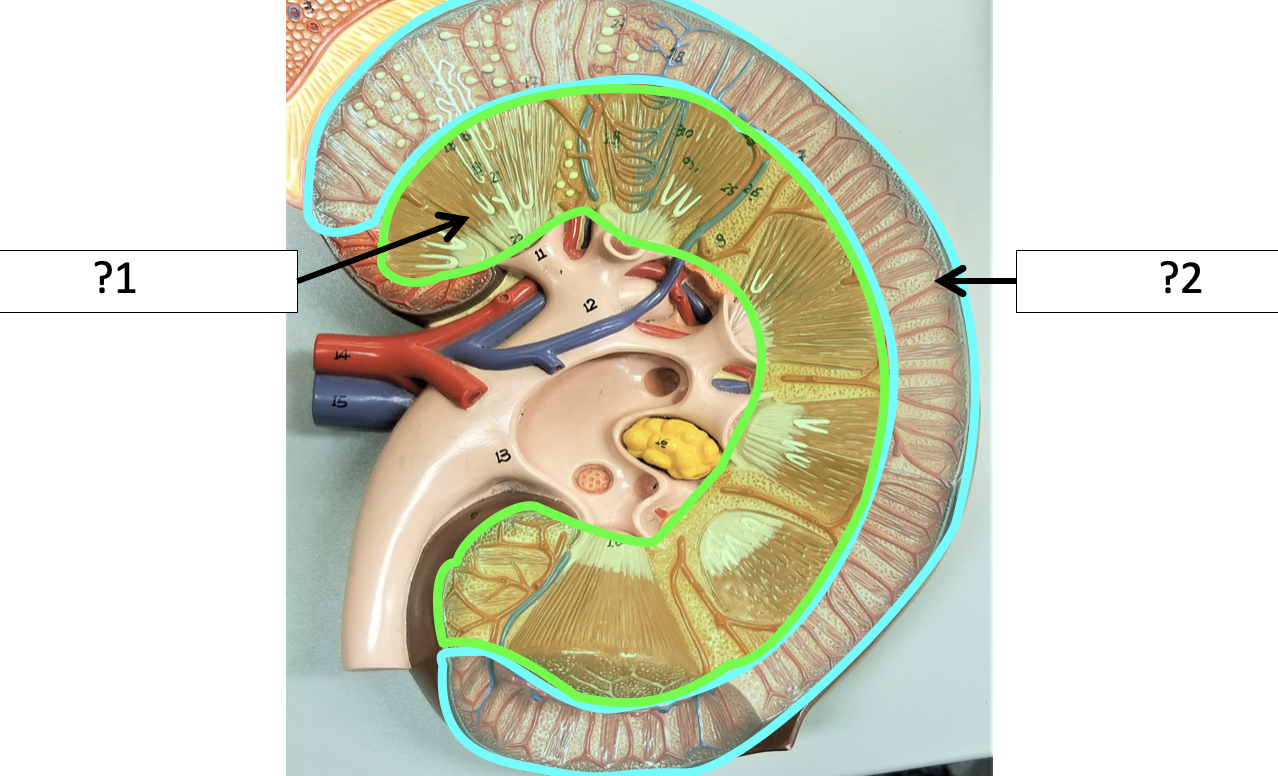 <p>2 Name the layer?</p>