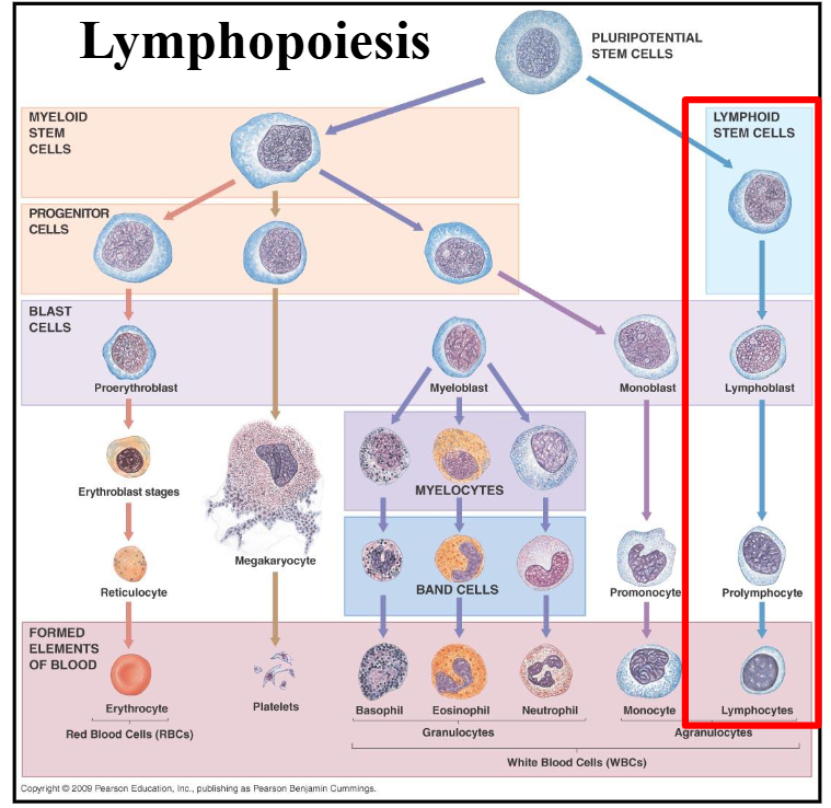 <p>Lymphopoiesis</p>