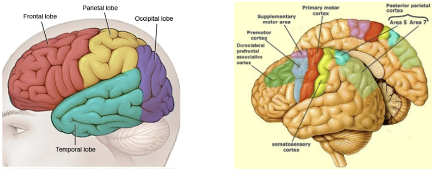 <ul><li><p>left - very broad subdivision, four different lobes</p></li><li><p>right - more details of the cortical components of the motor system </p></li><li><p><strong>primary motor cortex</strong> - main output region, sends directly to the muscles </p></li><li><p><strong>somatosensory cortex</strong> - receives signals sent to the brain from the muscles </p></li></ul><p></p>