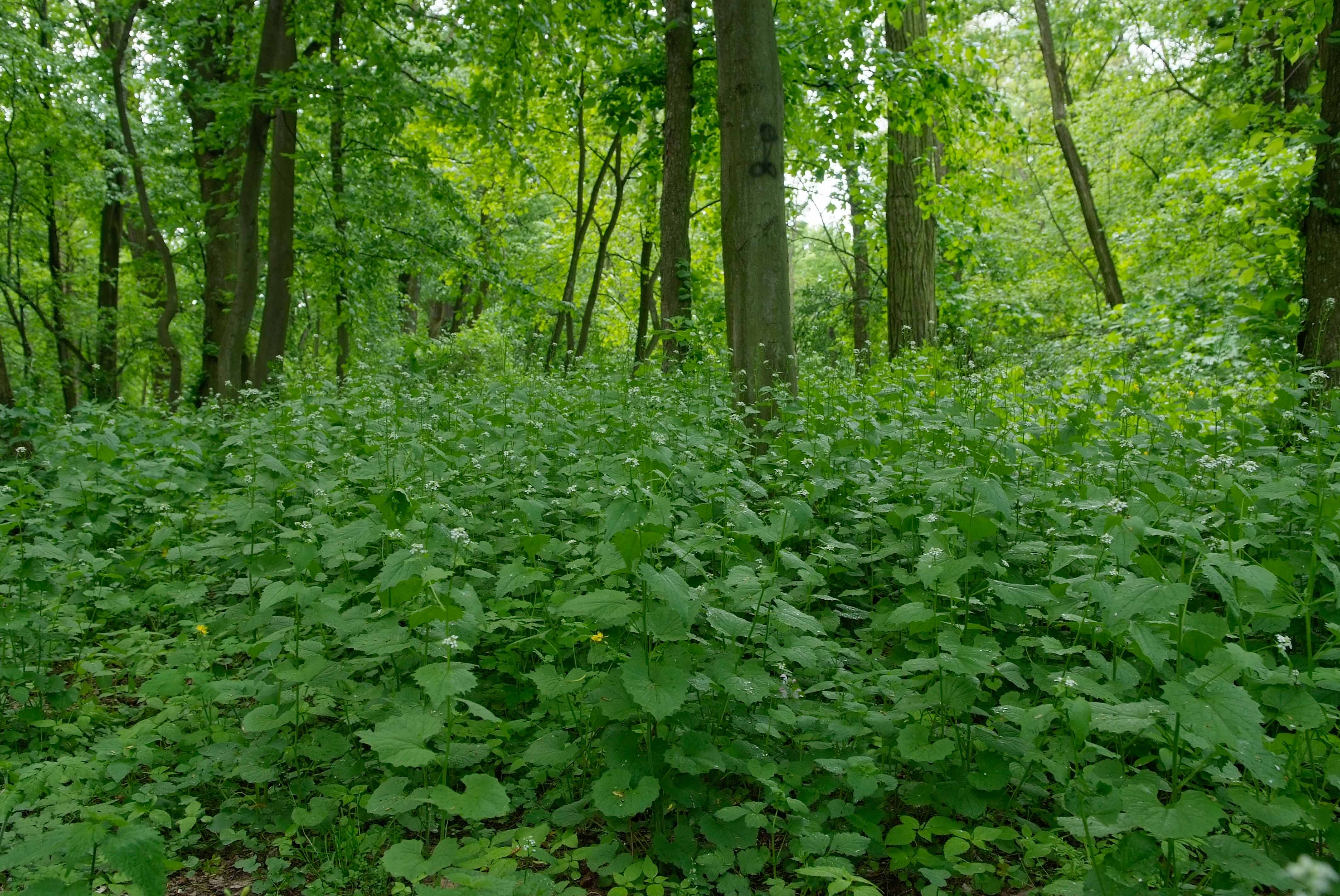 <p>Klasa <strong>ARTEMISIETEA VULGARIS </strong><span style="line-height: 22px;">związek<strong> <em>Glechometalia hederaceae</em></strong>&nbsp;</span></p>