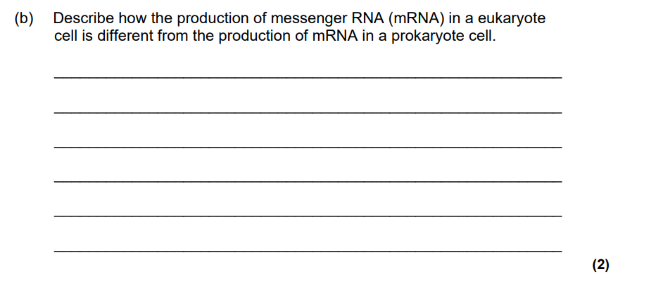 <p>Describe how the production of messenger RNA (mRNA) in a eukaryotic cell is different from the production of mRNA in a prokaryotic cell</p>