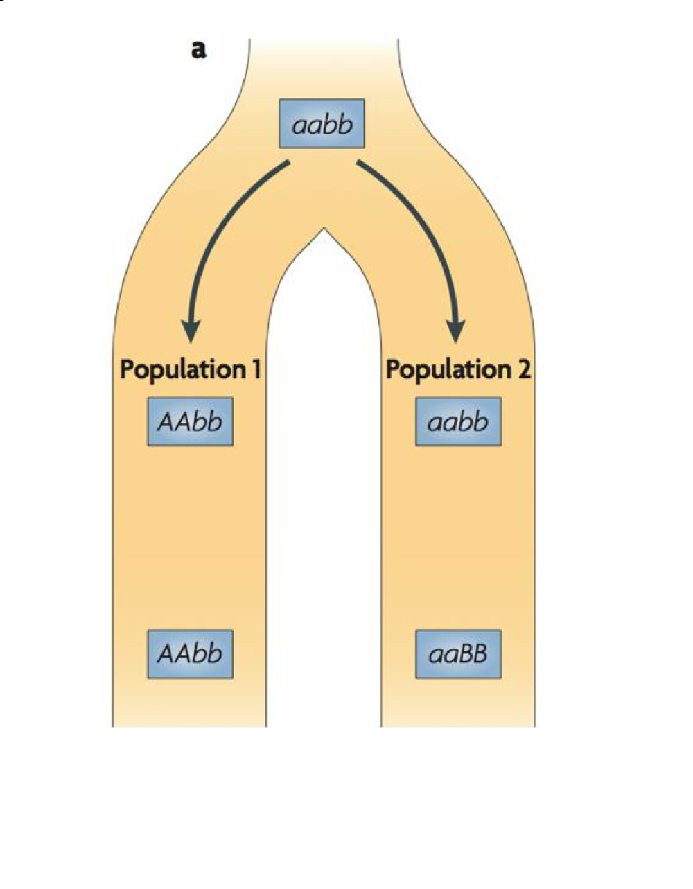 <p>Dobzhansky-Muller Incompatibilities (DMIs)</p><p>• As populations diverge, different alleles may become fixed in each by natural selection or genetic drift (less likely to be important)</p><ul><li><p>DMIs can help explain how hybrid dysfunction evolves</p></li><li><p>w DMIs evolution of reproductive isolation occurs as a byproduct of selection acting on other characteristics </p></li></ul><p></p>