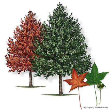 <p>Native to AR</p><p>leaves simple, alternate</p><p>looks like maple leaves</p><p>spikey balls</p>