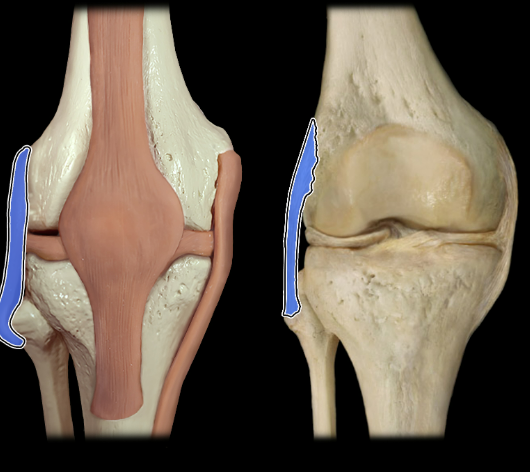 <p>anterior</p>