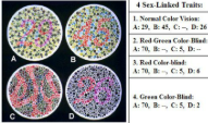 <p>Color Blindness </p>