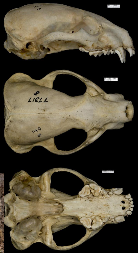 <p>Taxidea taxus</p>