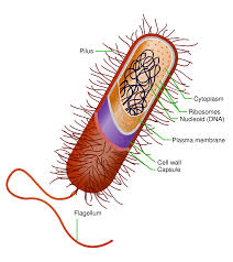 <p>Prokaryote </p>