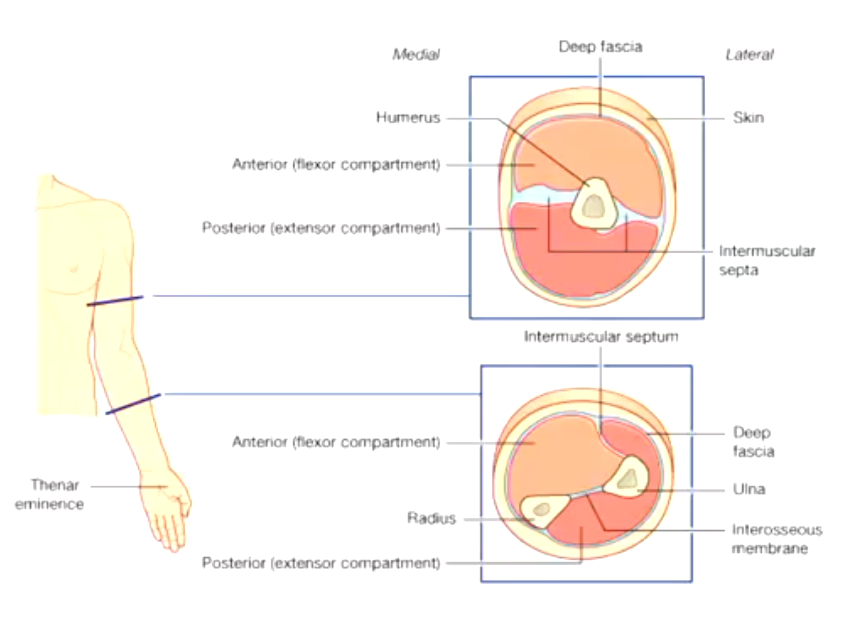 <ul><li><p>commonalities beteen muscles ithin these compartments: share a nerve, collective movements</p></li><li><p></p></li></ul><p></p>