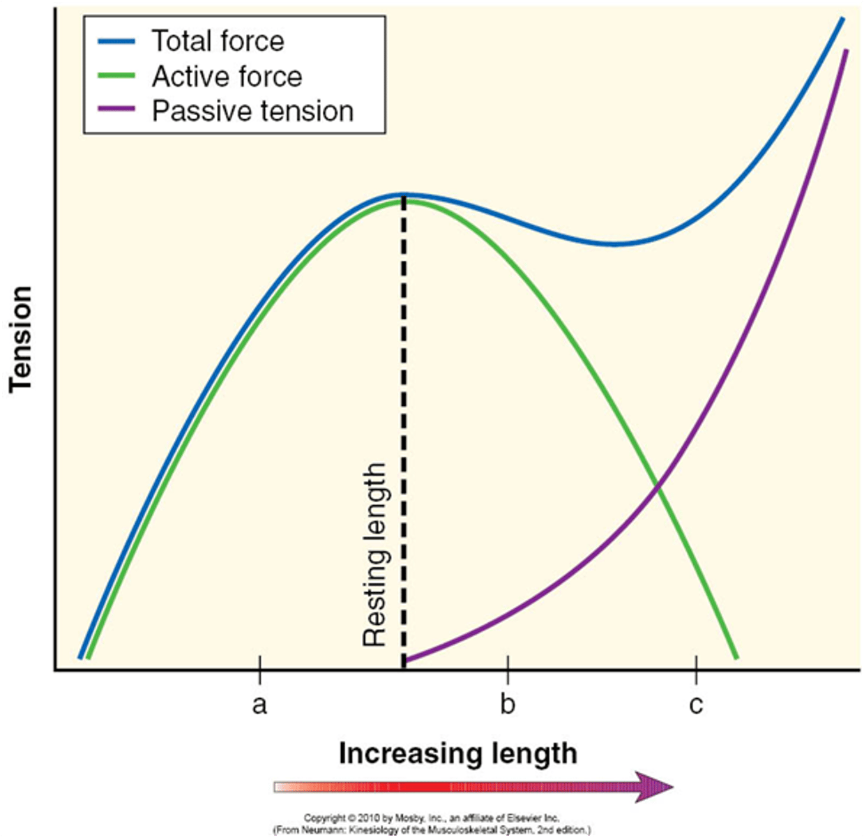<p>Below resting length, active force is the only contributor to tension</p><p>After resting length, passive force contributes to tension</p>
