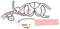 <p>If this is a sympathetic pathway to cranial to the diaphragm, what is the nerve indicated by the black arrow</p>