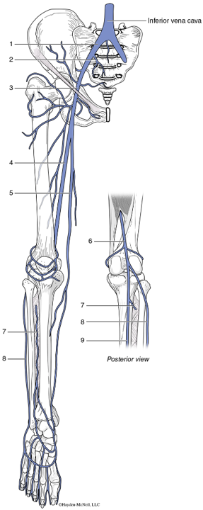 <p><span>Common iliac vein </span></p>
