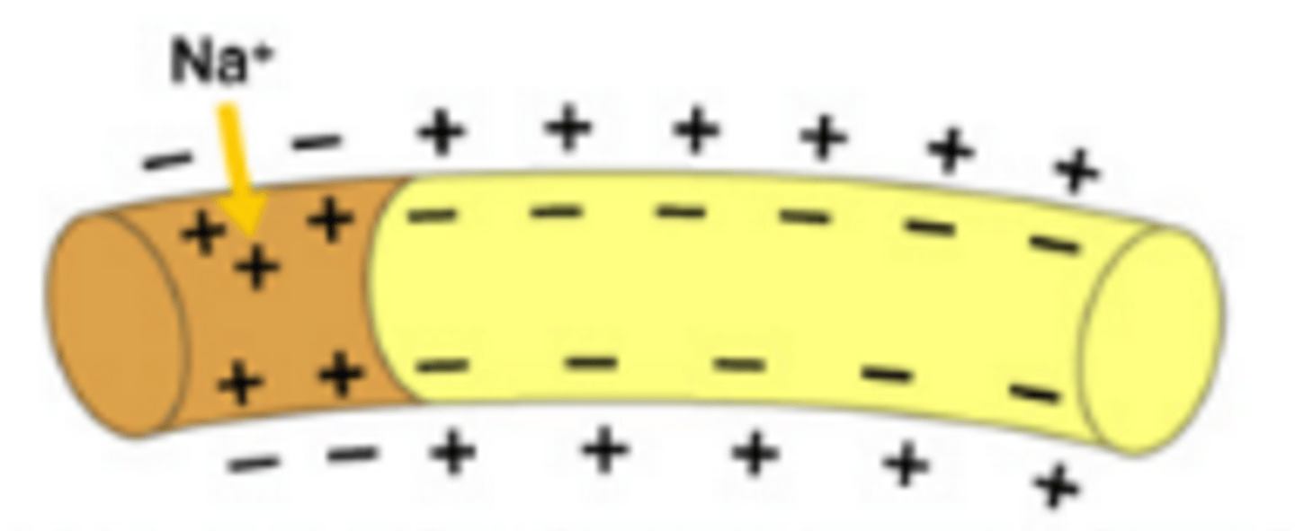 <p>net charge inside the axon changed from (-) to (+)</p>