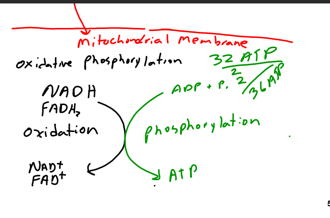 <p>This allows the release of large amounts of chemical energy stored in reduced NAD+ (NADH) and reduced FAD (FADH2). This energy is released and then captured in the form of ATP (3 ATP per NADH and 2 ATP per FADH2) this takes place in the inner mitochondrial membrane.</p>