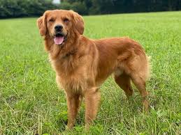 <p>Golden Retriever</p>