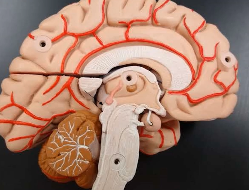 <p>What is the top bump that is located on the midbrain?</p>