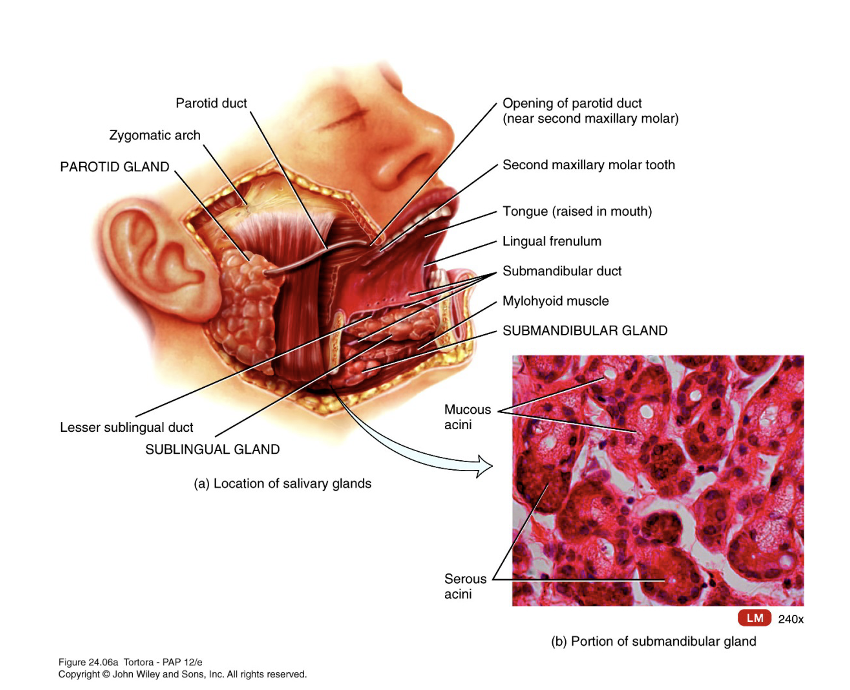 <ul><li><p>parotid</p></li><li><p>submandibular</p></li><li><p>sublingual</p></li></ul><p></p>