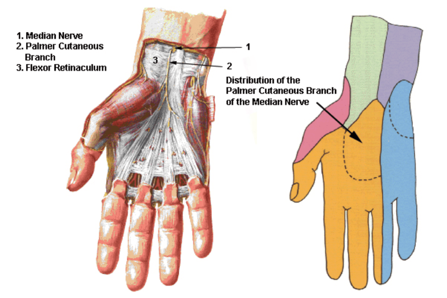 <p>- begins before median n. enters carpal tunnel</p><p>- to mid palm</p>