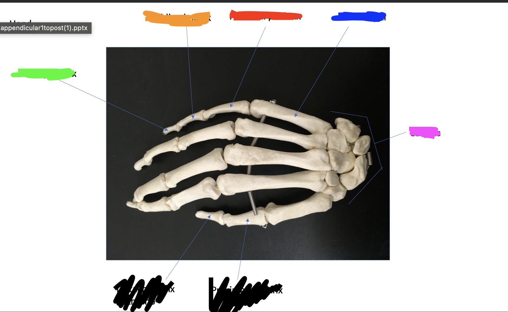 <p>8 bones (pink) </p>